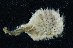 [10009618]