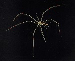 [10009620]