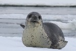 [10011681]
